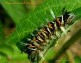 Milkweed Tussock Caterpillar