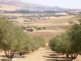 olives fields in Ferdjioua