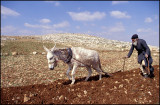 Farmer from Samaria