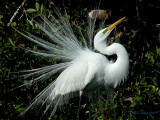 Great Egret Display.jpg