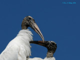 Woodstork pair.jpg