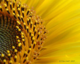Sunflowers & Daisies