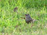 White Crested Sparrow