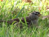 White Crested Sparrow