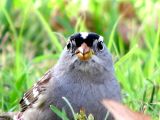 White Crested Sparrow