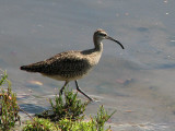 Whimbrel