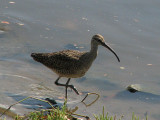 Whimbrel