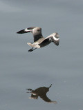 Willet in flight