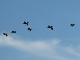 Pelican formation