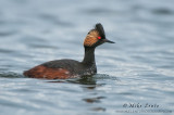 Eared Grebe