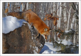 Fox with hops!