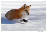 Fox bounding