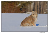 Lynx in the snowy field