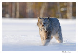 Lynx prowl