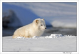 Arctic-Fox-near-Kettle-river