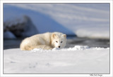 Arctic-Fox-resting-near-river