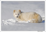 Arctic-Fox-in-snowdrift