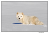 Arctic-Fox-in-sun