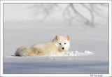 Arctic-Fox-moody-moment