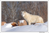 Arctic-wolf-lookout-point
