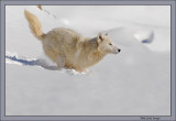 Arctic Wolf downhill run