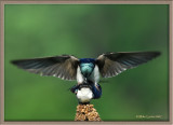 Tree-Swallow-mounting