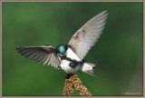 Tree-swallow-delight
