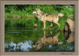 Wolf pt reflecting
