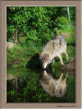 Timber Wolf drink reflection