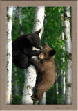Bear cubs in tree bite