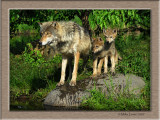 Wolf family stare