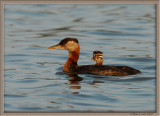 Red Necked Grebe cute family