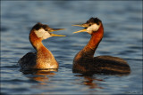 Red Necked Grebes communicating