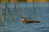 baby in reeds