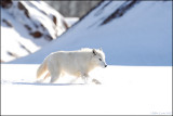 Arctic Wolf strolling