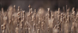 Cattail pano