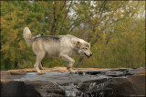 Wolf crossing falls
