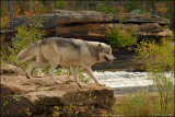Wolf over looking river