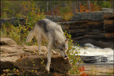 Wolf step down near river