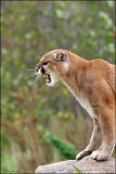 Cougar growl