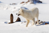 Arctic Wolf winter scene