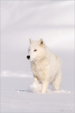 Arctic Wolf  seeker