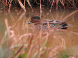 Sarcelle dhiver - Green-winged Teal