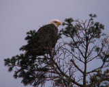 Pygargue à tête blanche - Bald Eagle