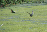 Guifette noire - Black Tern