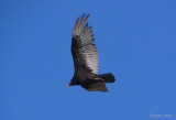 Urubu  tte rouge - Turkey vulture