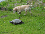 Escorte vers le lac - Escorted to the lake