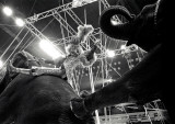 Vintage Circus 4 .jpg