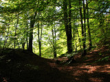 Underneath the beech tree I