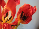 Tulips in decay III